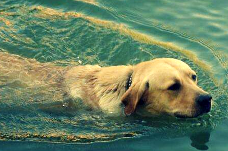 高鐵能不能帶寵物？寵物托運需要注意什么？